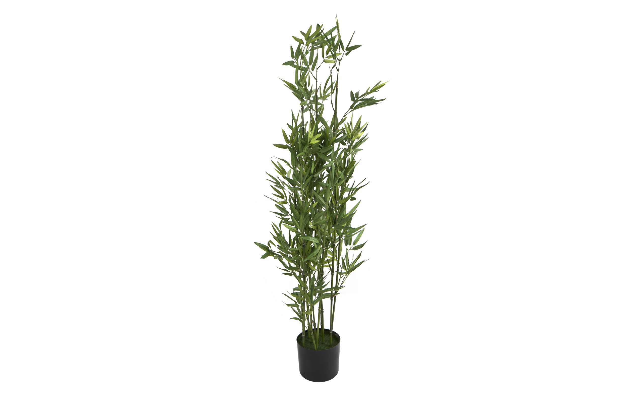 Kwiat doniczkowy Oleander 123 cm