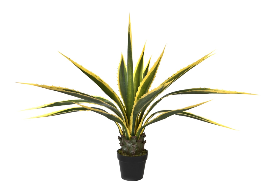 Agawa w doniczce 115cm